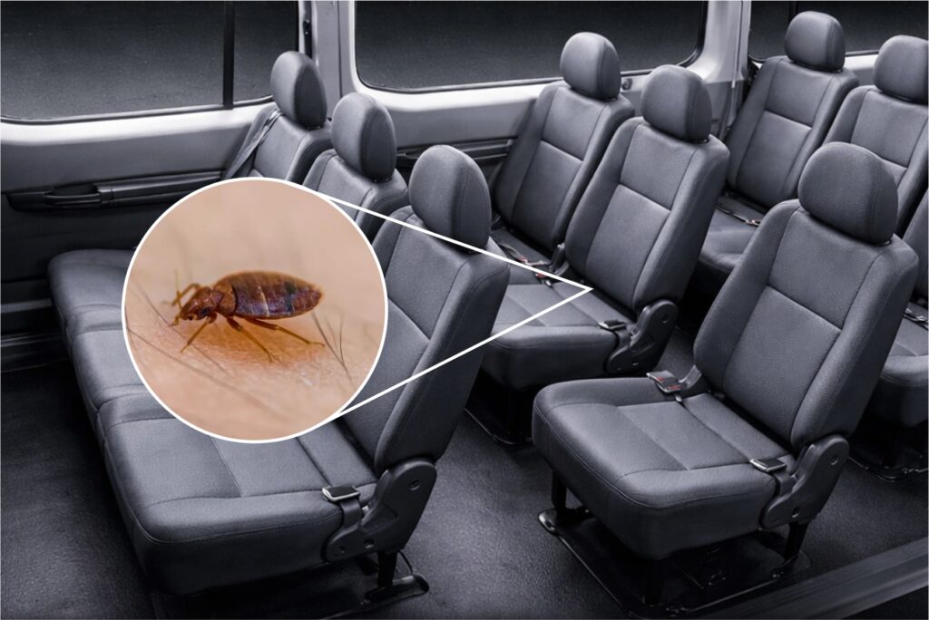 Bagaimana cara membasmi kutu busuk pada mobil? | jasa pembasmi kutu busuk bali