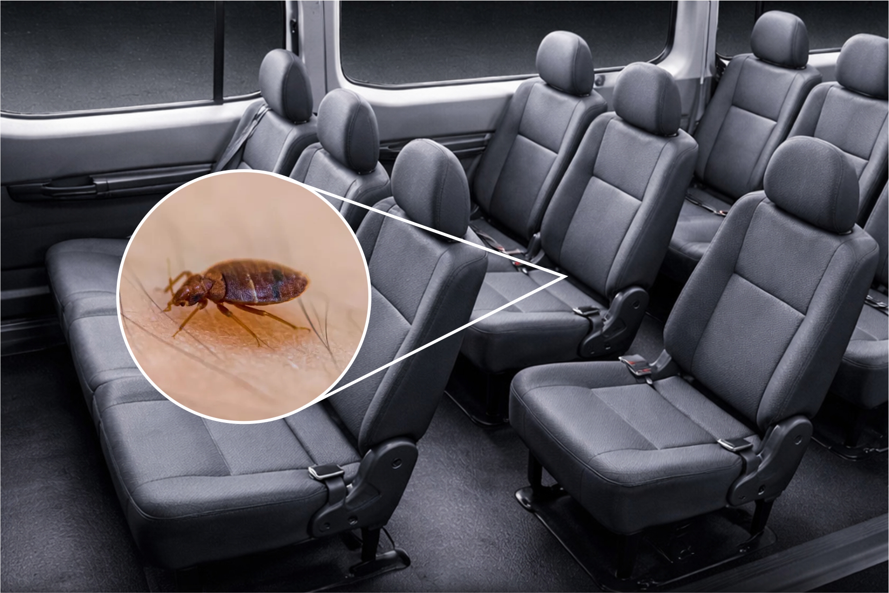 Bagaimana cara membasmi kutu busuk pada mobil?