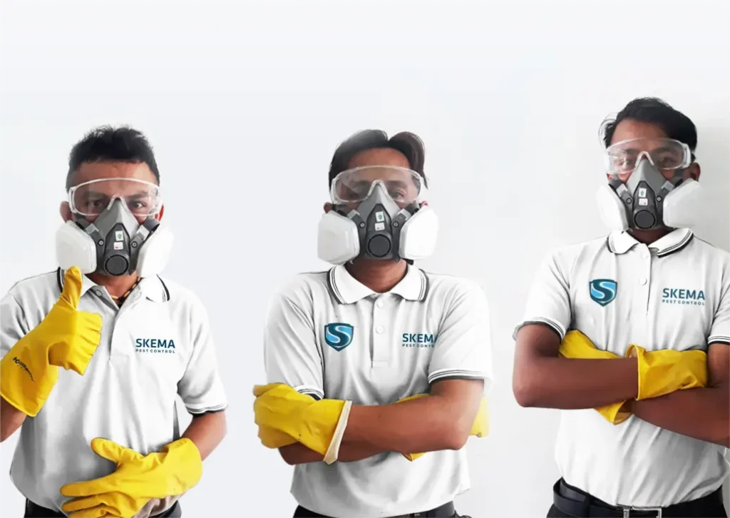 Jasa pembasmi hama bali, Pest Control Bali, Anti Rayap Bali