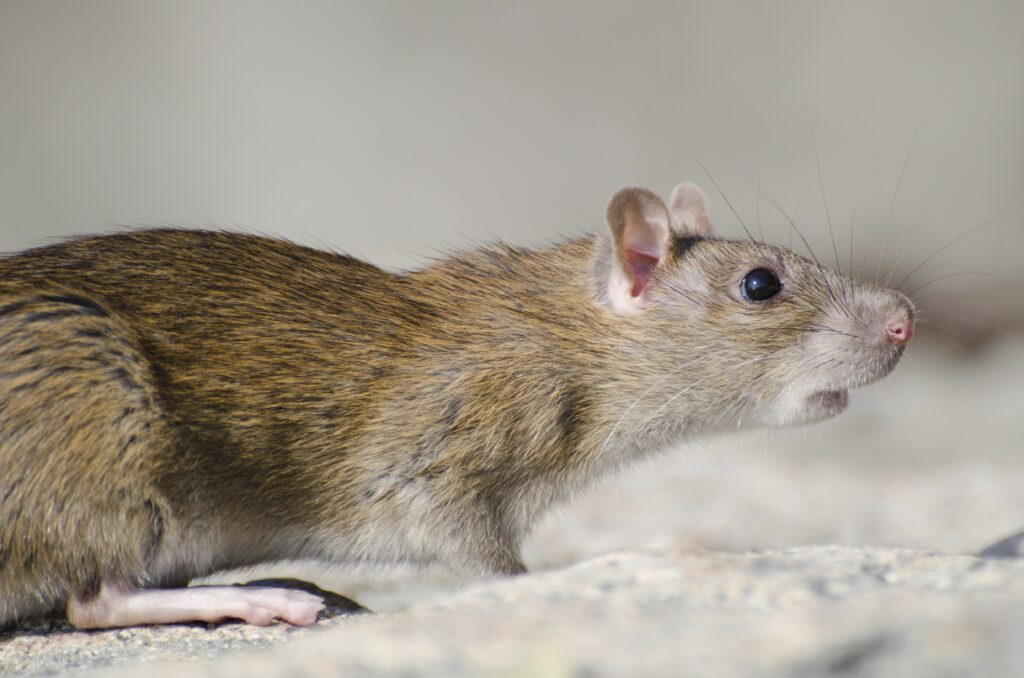 Jasa pembasmi tikus, jasa pembasmi hama